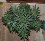 G13 Haze 01.02 (9) (800x734)