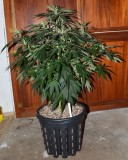 G13 Haze 01.02 (8) (638x800)