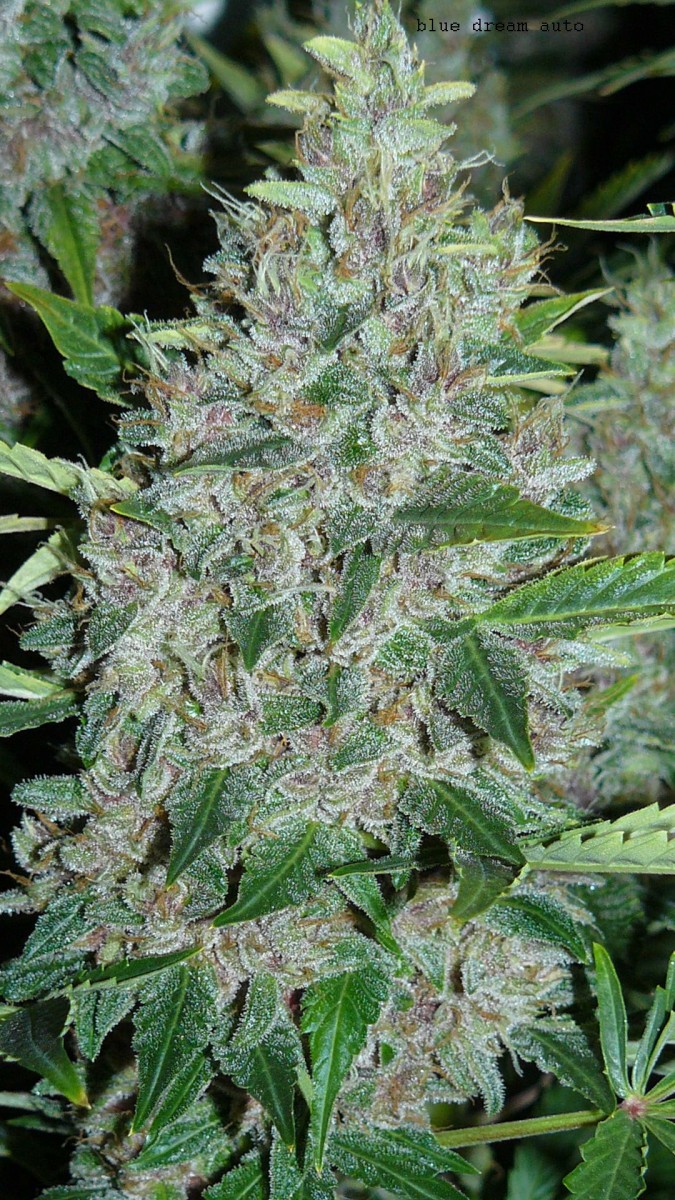 autos day 84 06 02 22 012