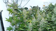 autos day 84 06 02 22 017