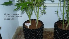 autos day 84 06 02 22 019