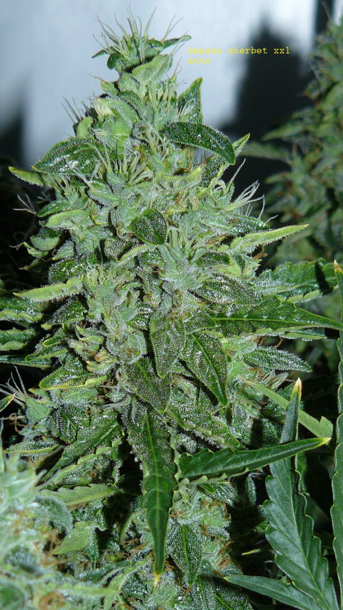 autos day 84 06 02 22 020