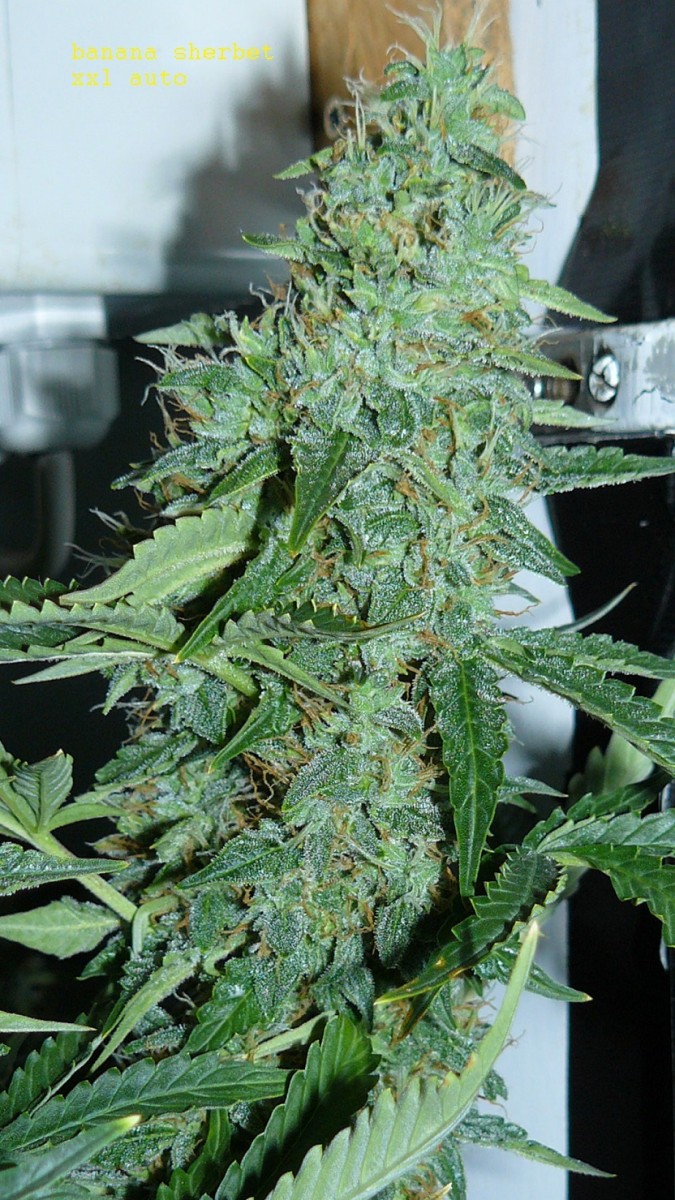 autos day 84 06 02 22 023