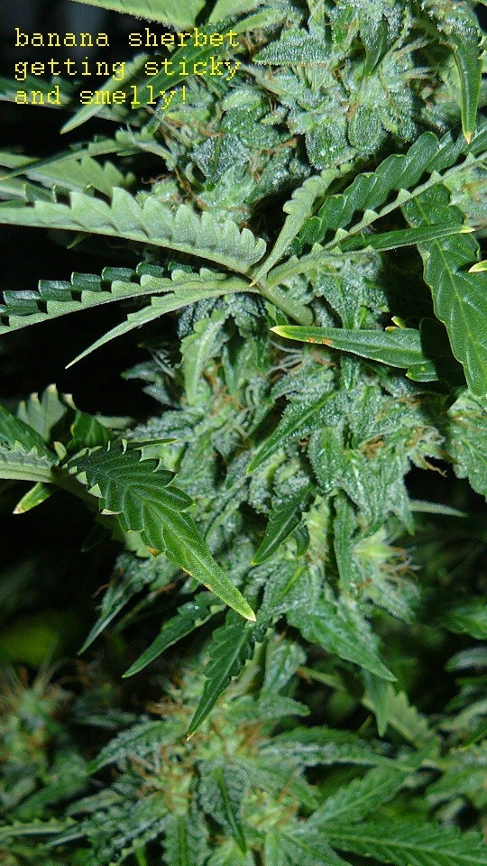 autos day 84 06 02 22 025