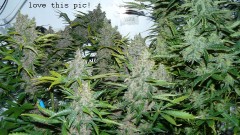 autos day 84 06 02 22 037