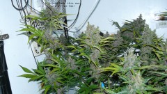 autos day 84 06 02 22 039