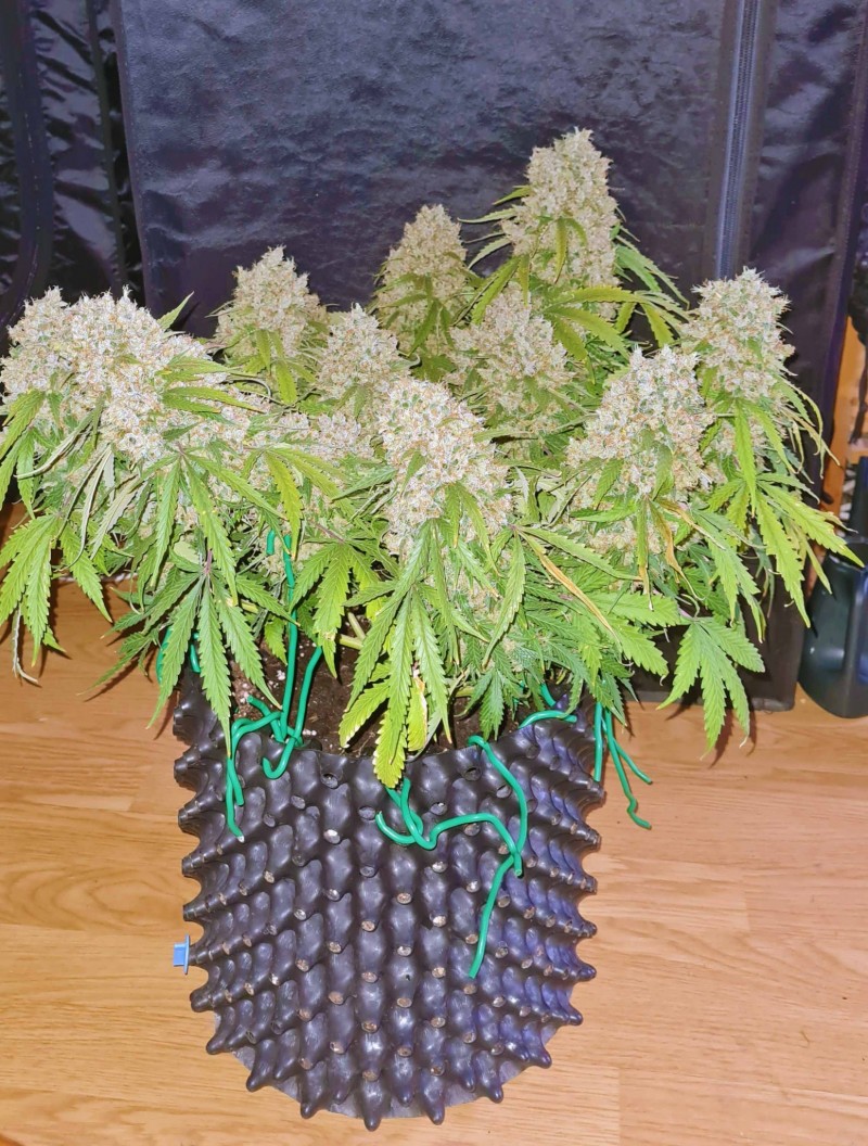 Guess what she weighs main