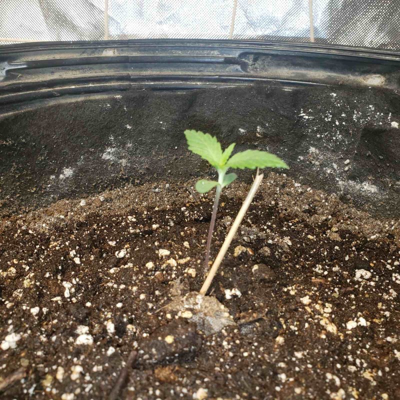 1644283850840243399794377014898