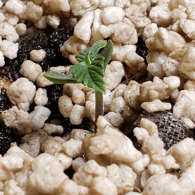 16443547912777844077995335435502