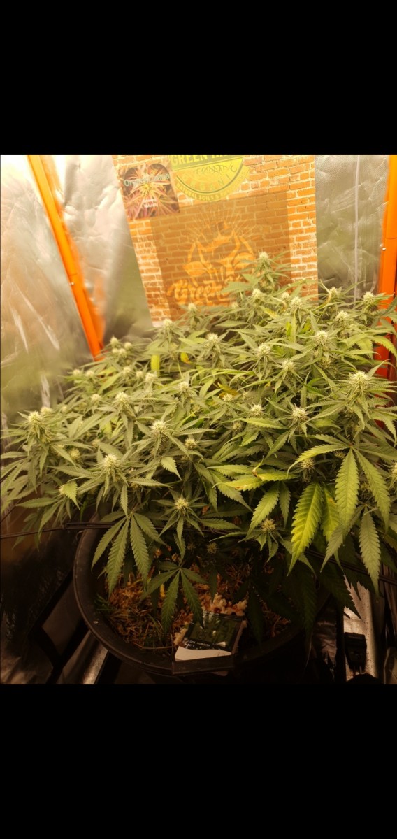 Screenshot_20220210-054050_Gallery