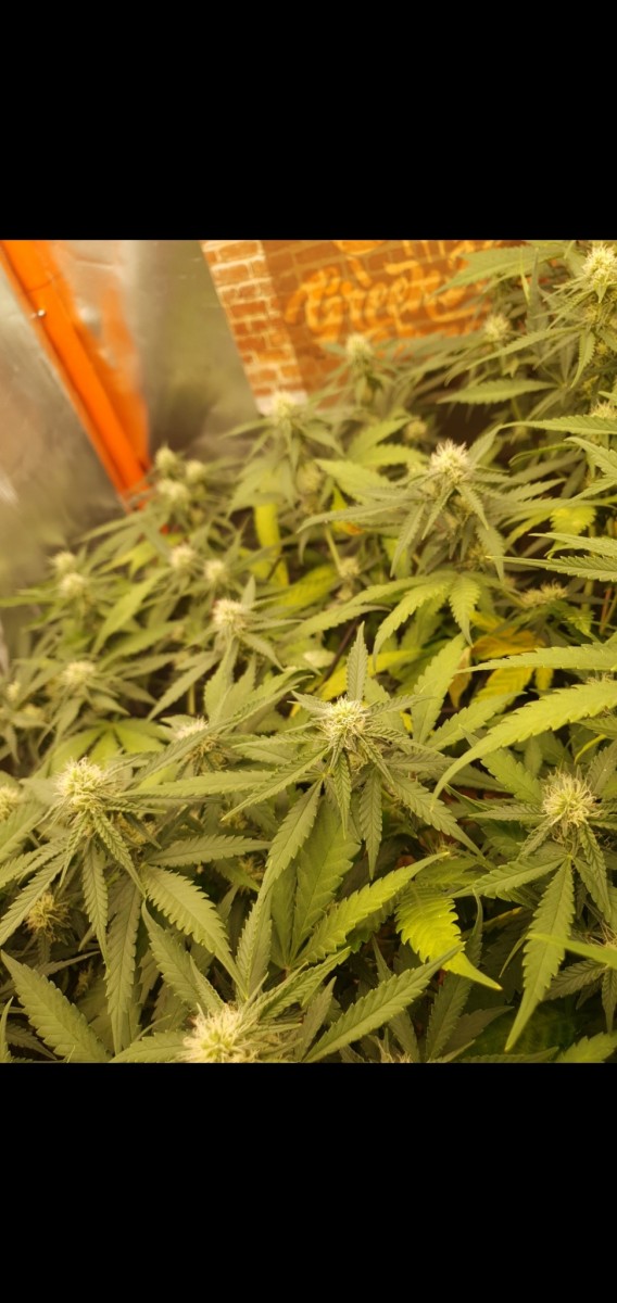 Screenshot_20220210-054042_Gallery