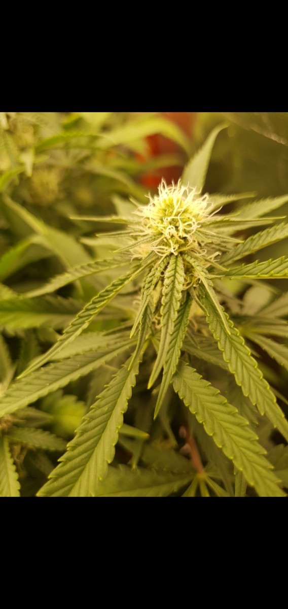 Screenshot_20220210-054037_Gallery