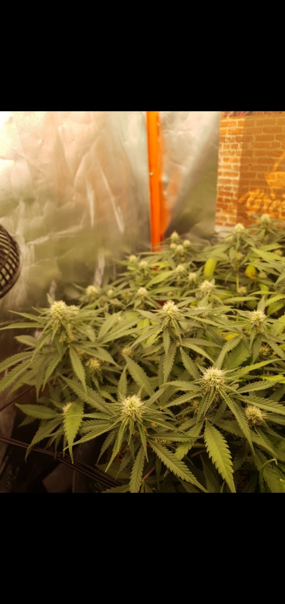 Screenshot_20220210-054027_Gallery