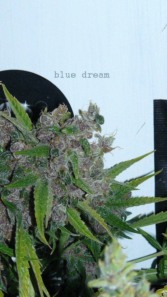 drobes days 76 autos scrogish 003