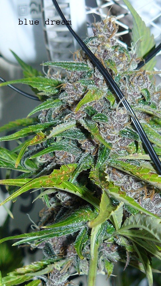 drobes days 76 autos scrogish 011