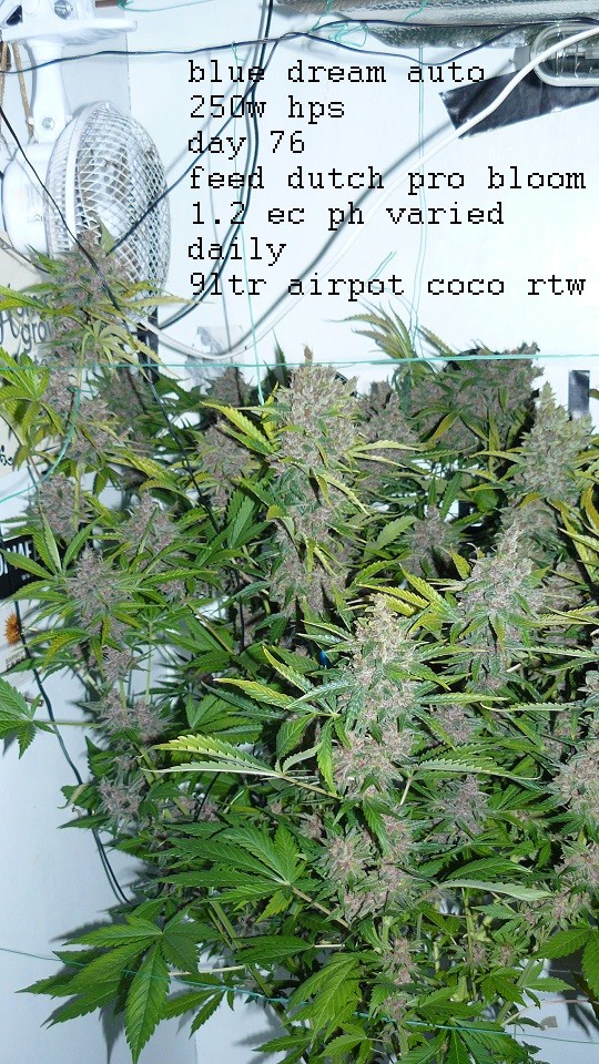 drobes days 76 autos scrogish 016