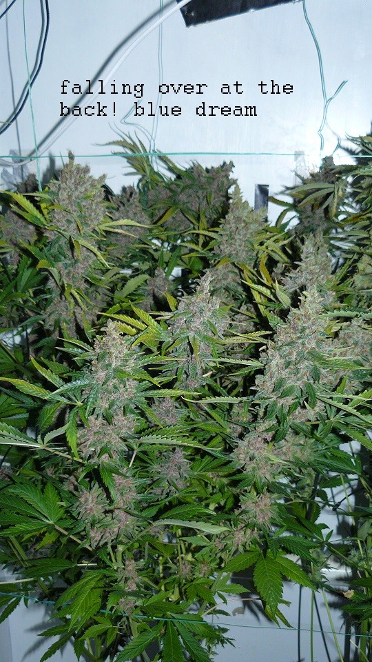 drobes days 76 autos scrogish 017