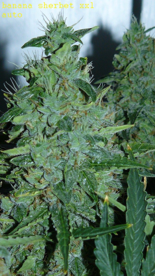 drobes days 76 autos scrogish 019