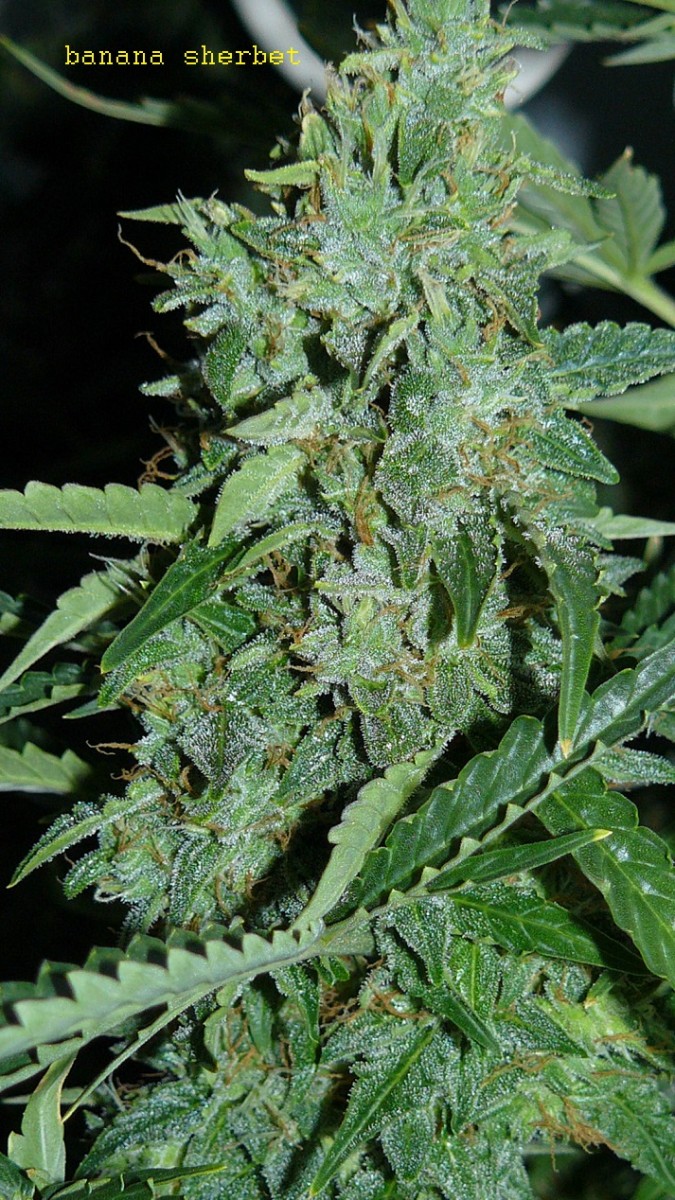 drobes days 76 autos scrogish 022