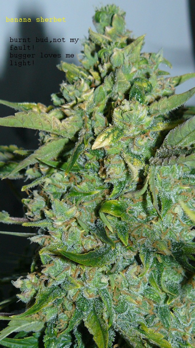 drobes days 76 autos scrogish 025