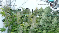 drobes days 76 autos scrogish 035