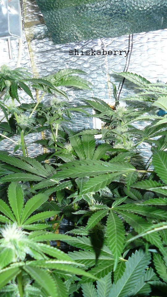 drobes days 76 autos scrogish 038