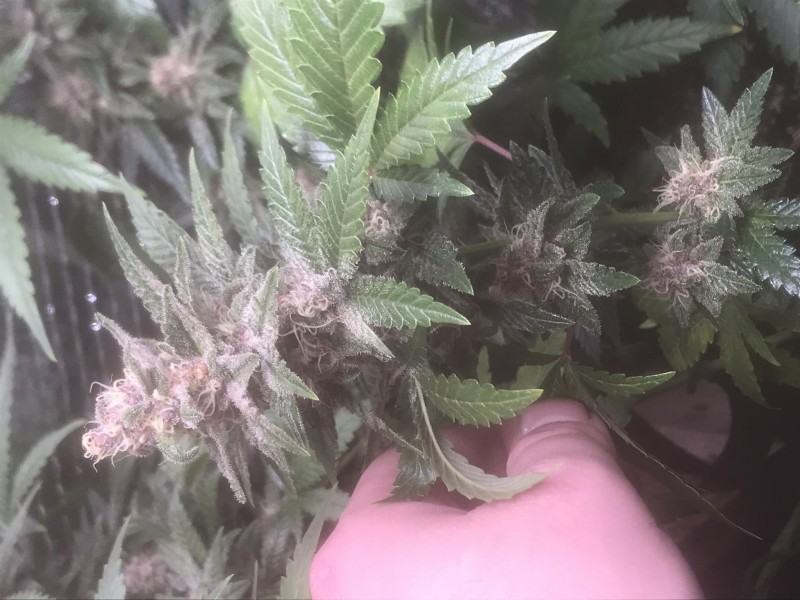 BBF6C103-9E2A-439F-A216-32500A02C20E