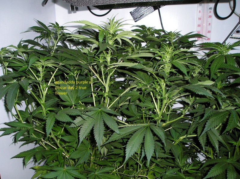 scrog gdp day 60 001