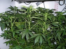 scrog gdp day 60 001