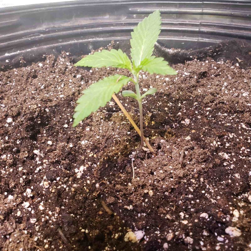 16446307148686063649023484788603