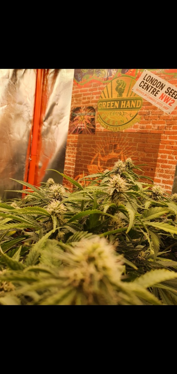 Screenshot_20220212-195255_Gallery