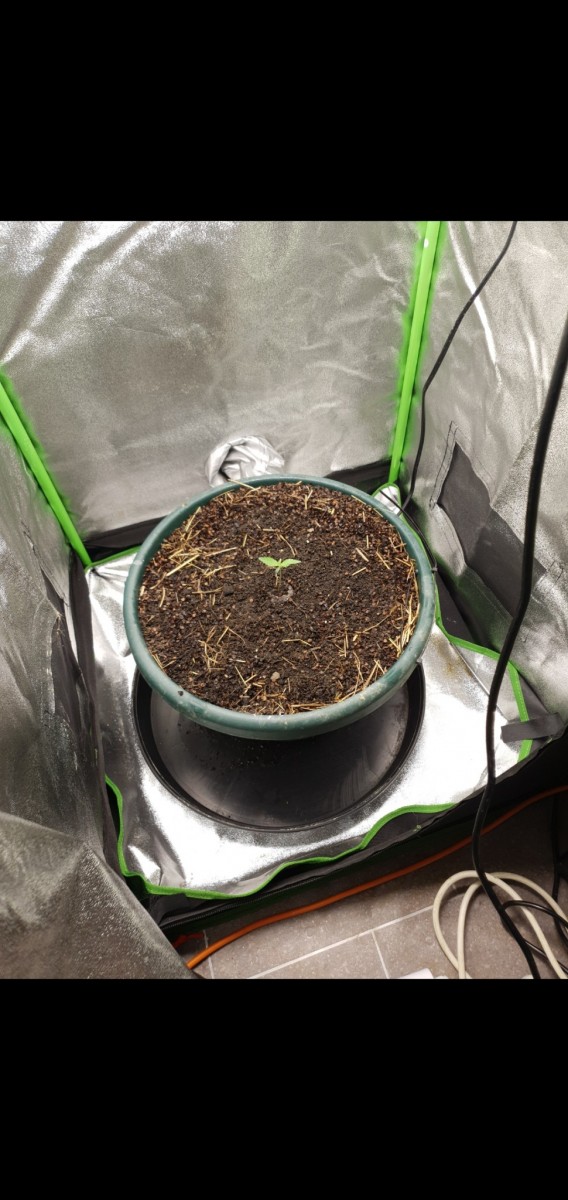 Screenshot_20220212-195233_Gallery