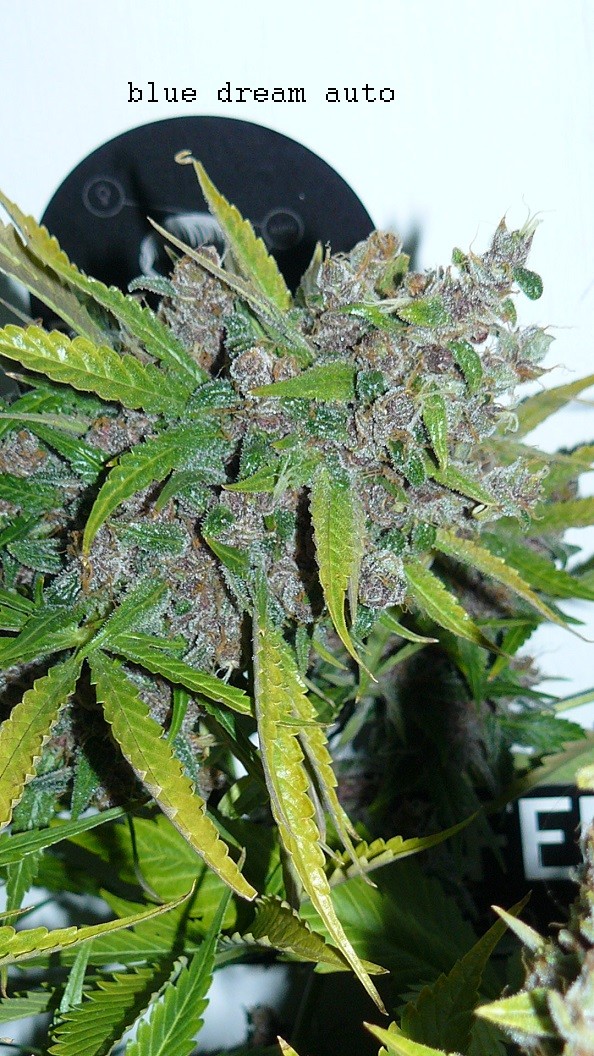 drobes autos,photos veg cab 14 02 22 015