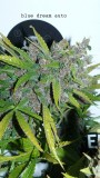 drobes autos,photos veg cab 14 02 22 015