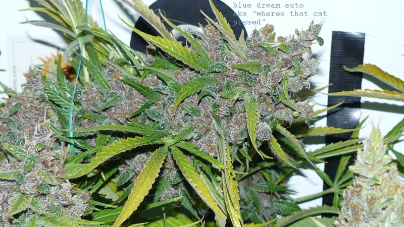 drobes autos,photos veg cab 14 02 22 018