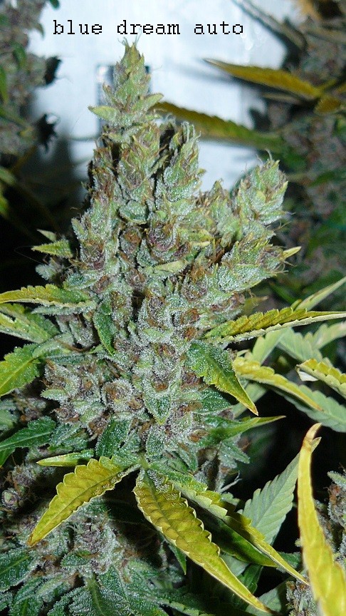 drobes autos,photos veg cab 14 02 22 022