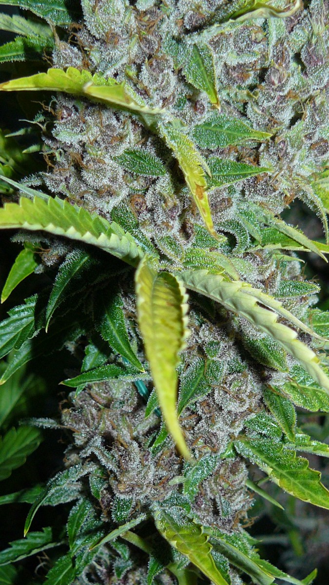 drobes autos,photos veg cab 14 02 22 024