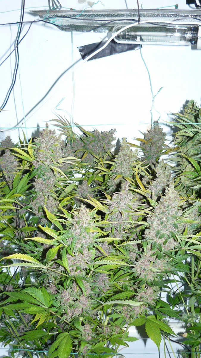 drobes autos,photos veg cab 14 02 22 034