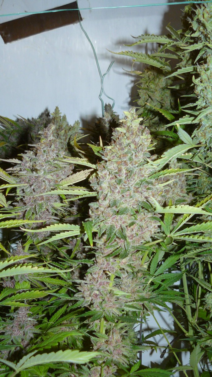 drobes autos,photos veg cab 14 02 22 038