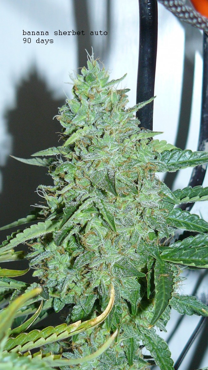 drobes autos,photos veg cab 14 02 22 041