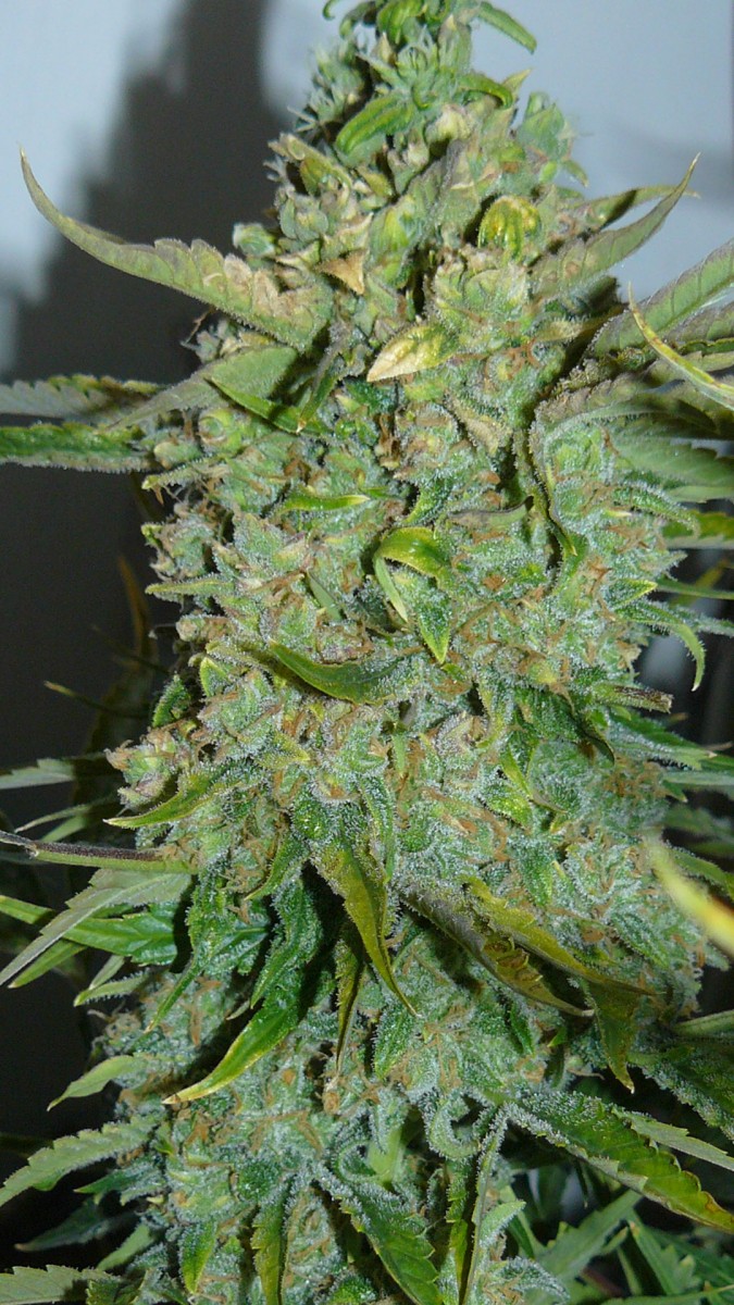 drobes autos,photos veg cab 14 02 22 046