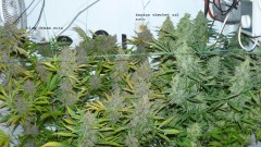 drobes autos,photos veg cab 14 02 22 051