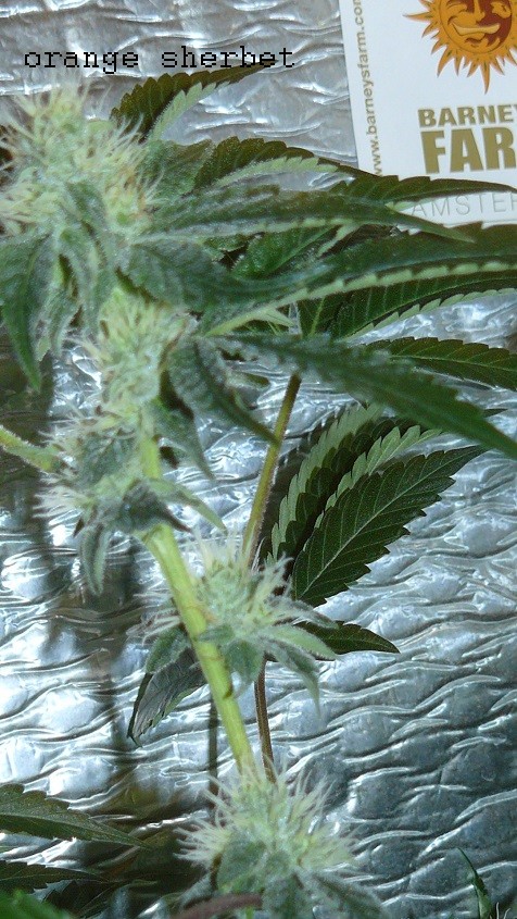 drobes autos,photos veg cab 14 02 22 061