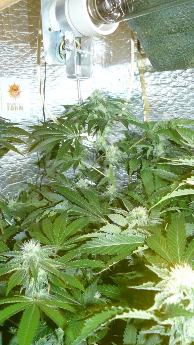 drobes autos,photos veg cab 14 02 22 065