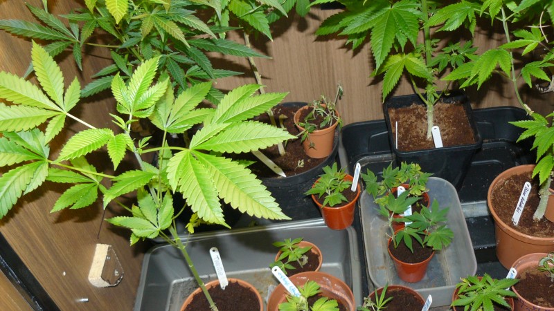 drobes autos,photos veg cab 14 02 22 075