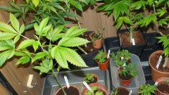 drobes autos,photos veg cab 14 02 22 075