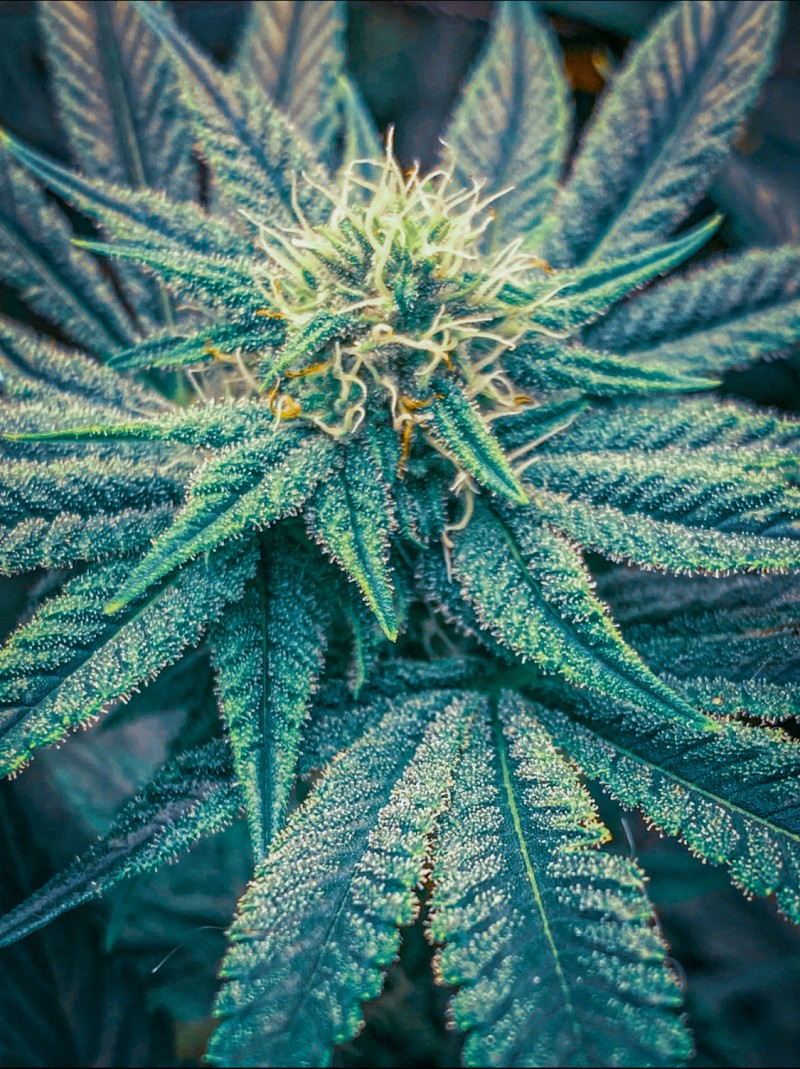 0697421B-F99E-46D8-979B-51A6EDA4AB02