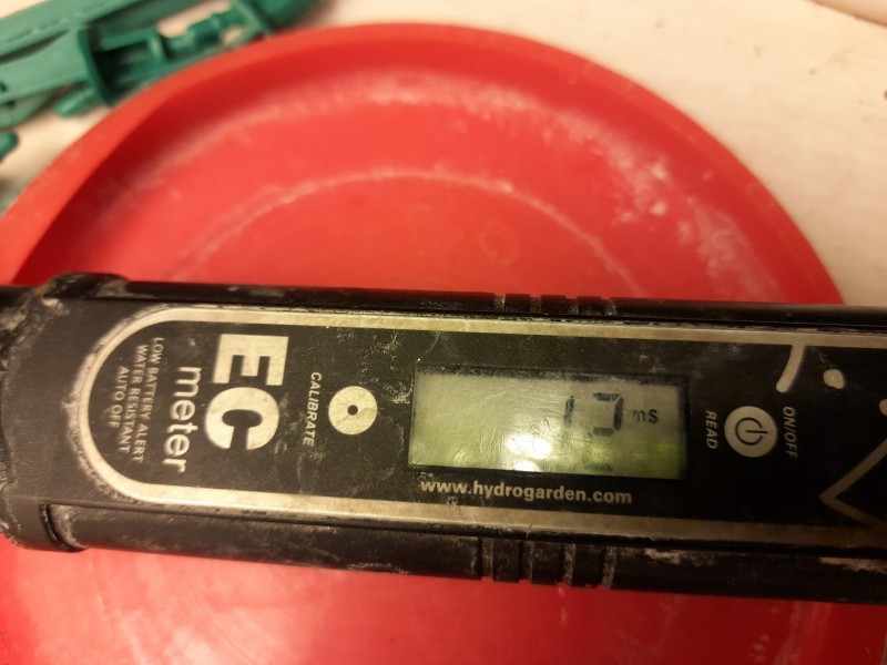 Cindy 99 & Super Skunk