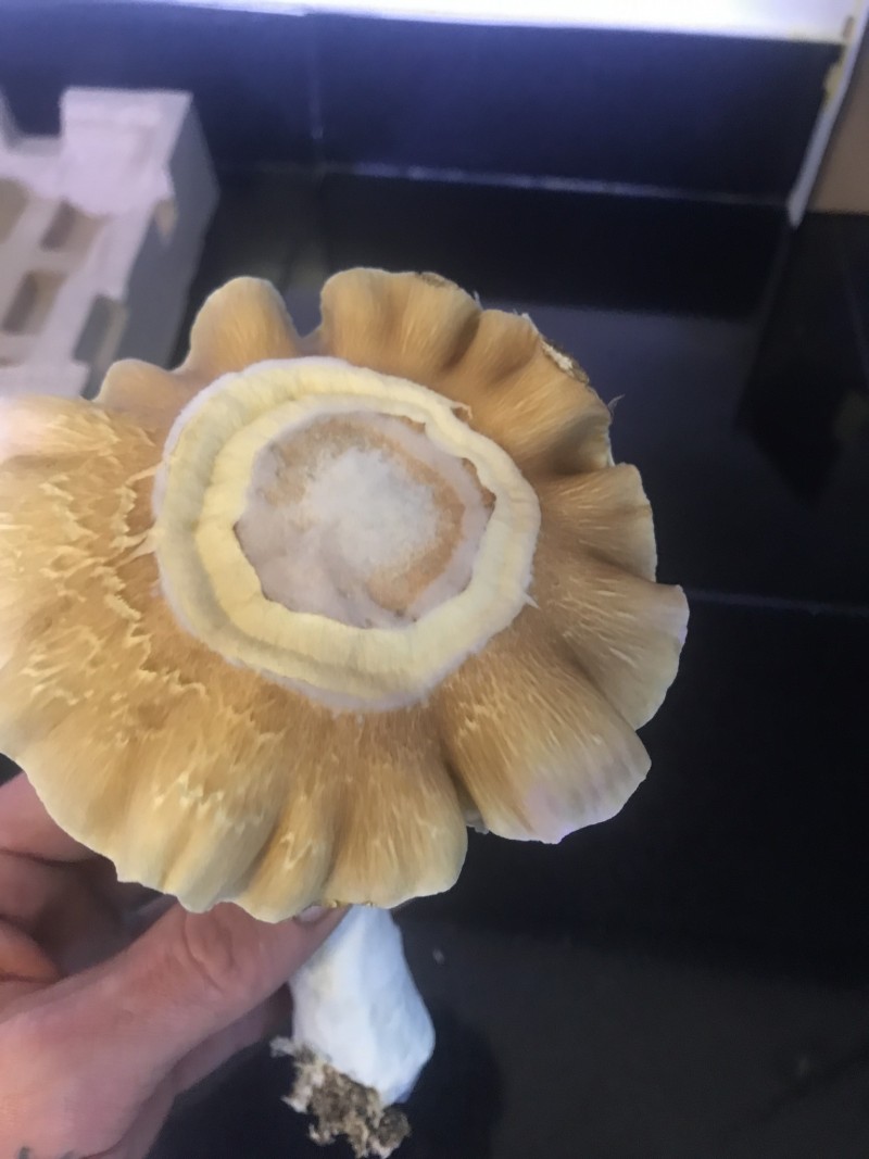 CA4571F6-96A1-4CFC-938F-9B773D3CEFD6