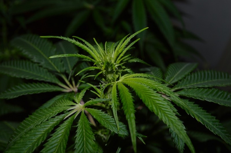 G13 Haze #1 16.02  (2) (800x532)